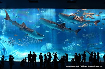 추라우미 수족관