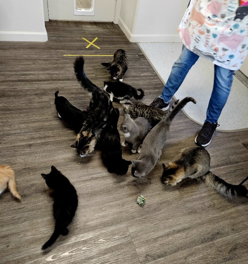 The Alaska Cat Cafe photo 3