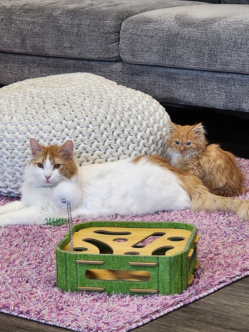 The Alaska Cat Cafe photo 4
