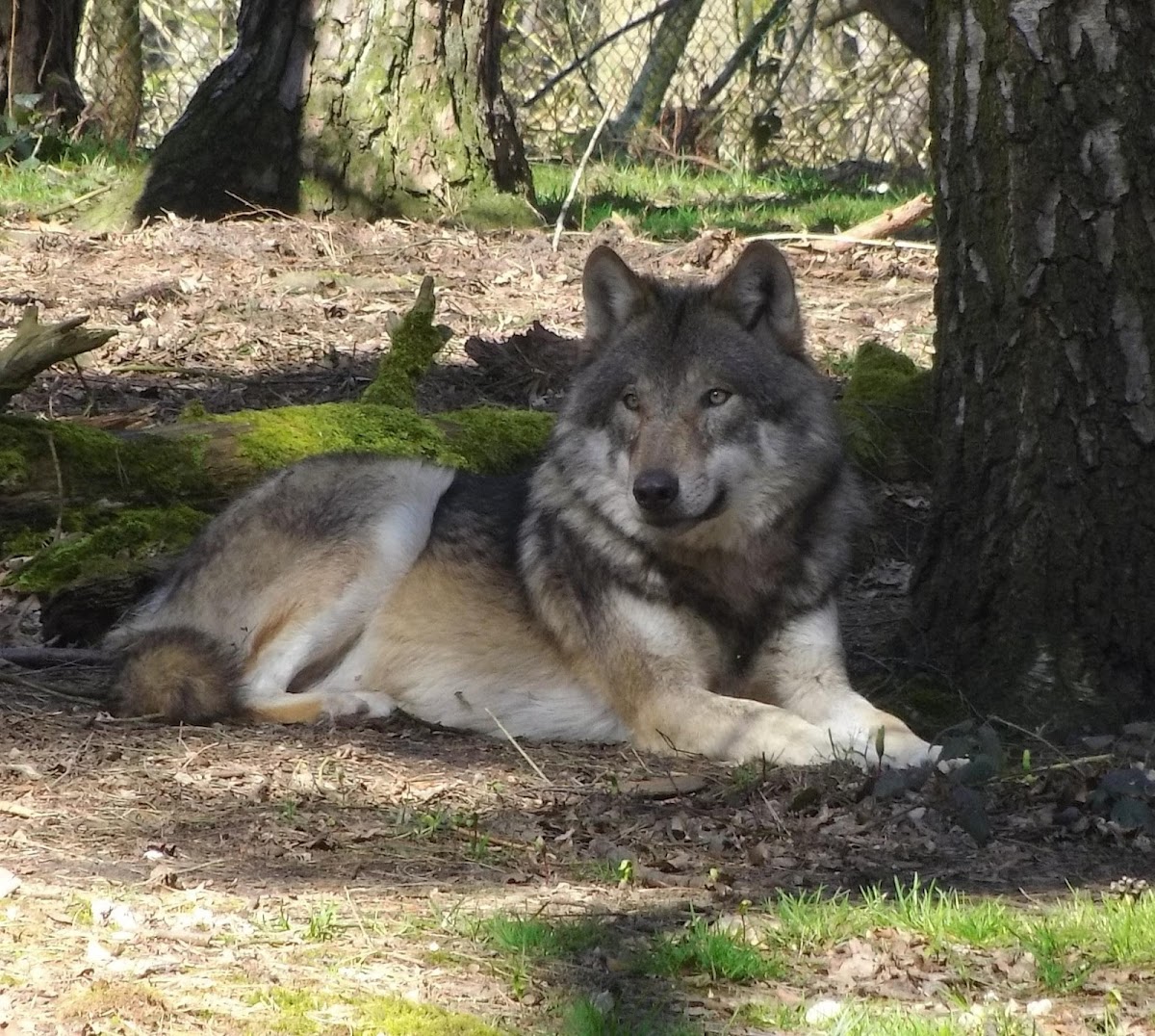 Wildpark Gangelt