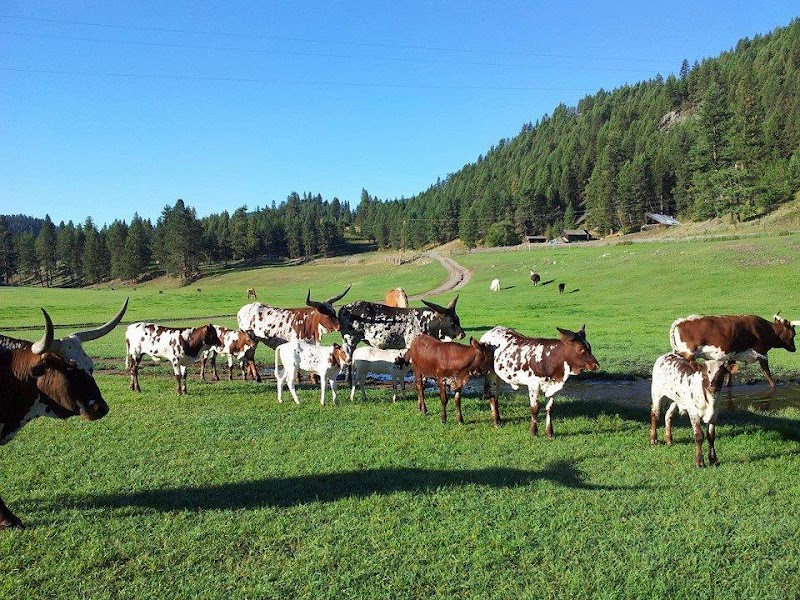K-Diamond-K Guest Ranch - Photo 3