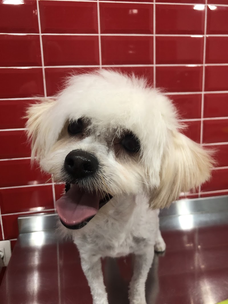 Consultorio Veterinario Huellas