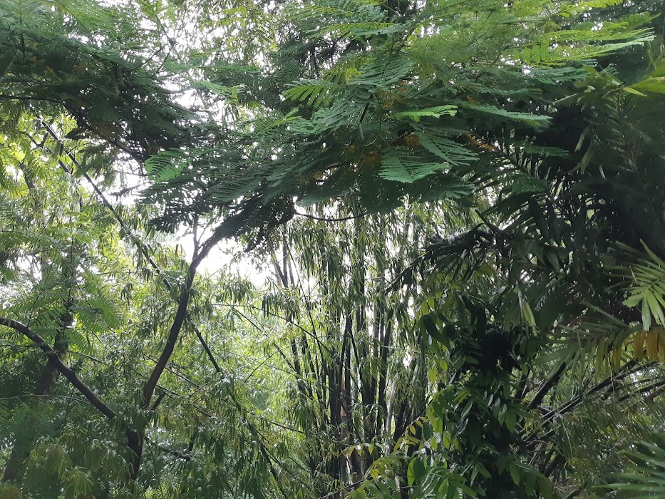 Arroceros Forest Park fotoğraf 1