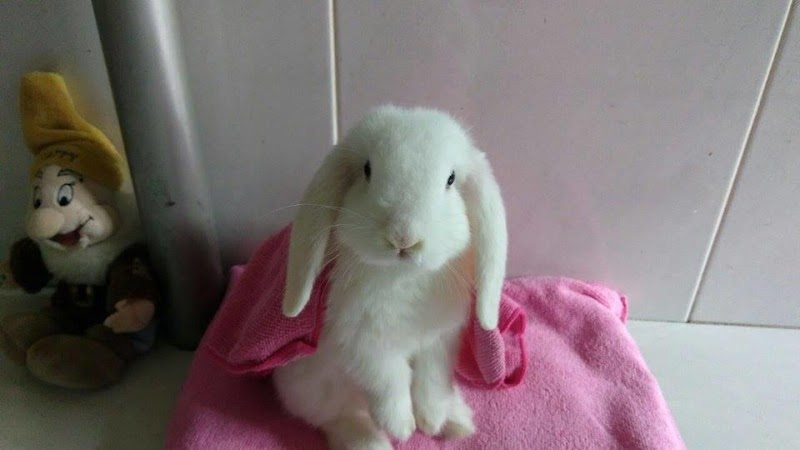 Clínica Veterinaria Tafí