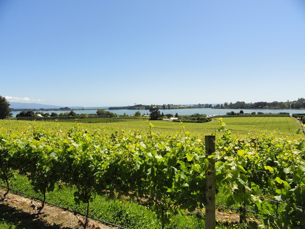 Sea Level Wines