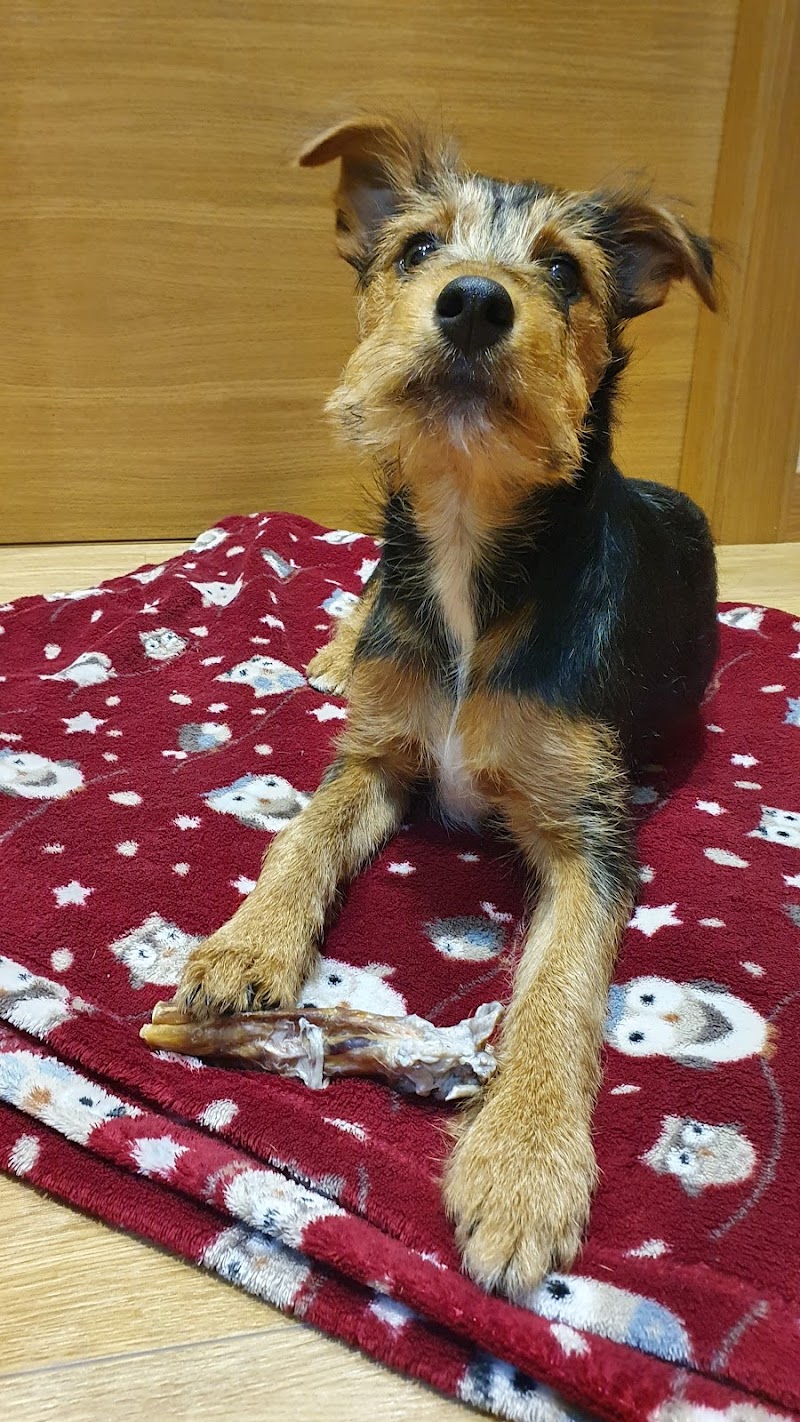 Clinica Veterinaria Lindo Pulgoso