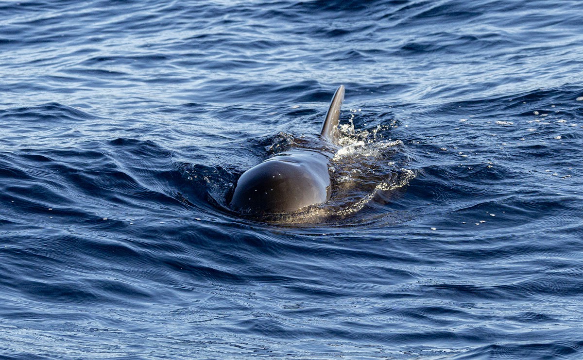 Whale Watching Cruise from Puerto del Carmen photo 2