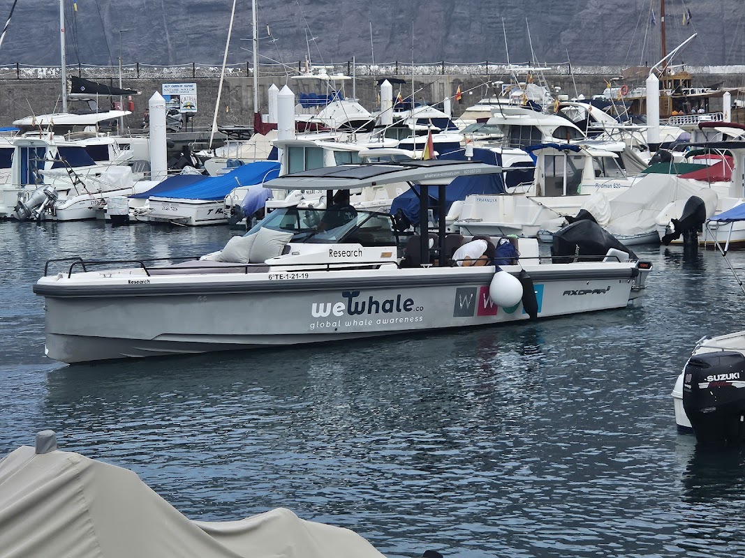 Whale Watching Cruise from Puerto del Carmen photo 5