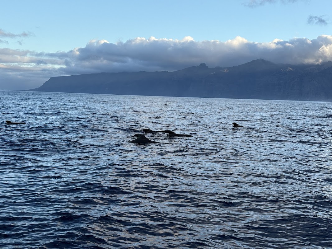 Whale Watching Cruise from Puerto del Carmen photo 4
