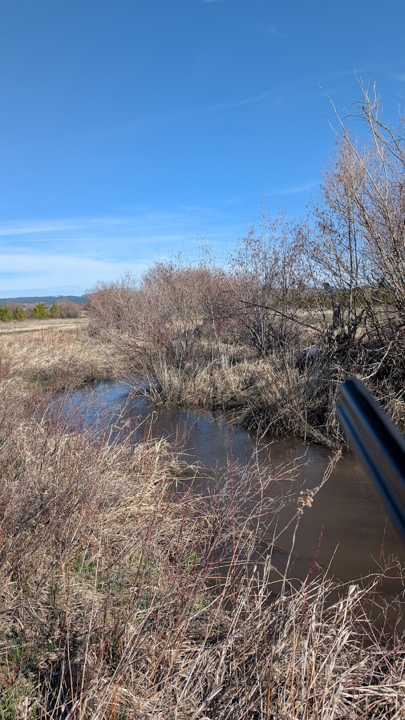 C Bar C Pheasant Hunting - Photo 1