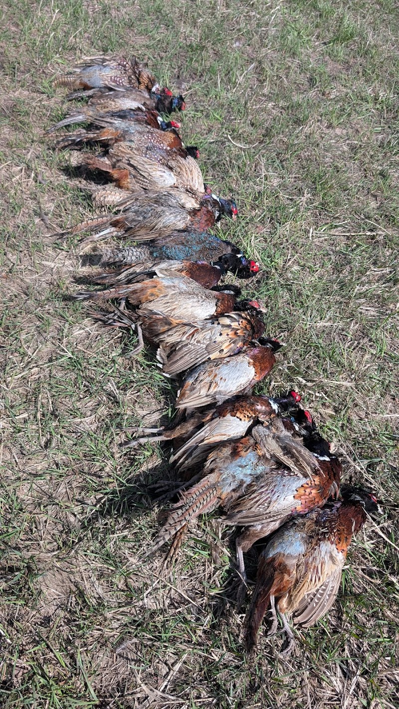 C Bar C Pheasant Hunting - Photo 2