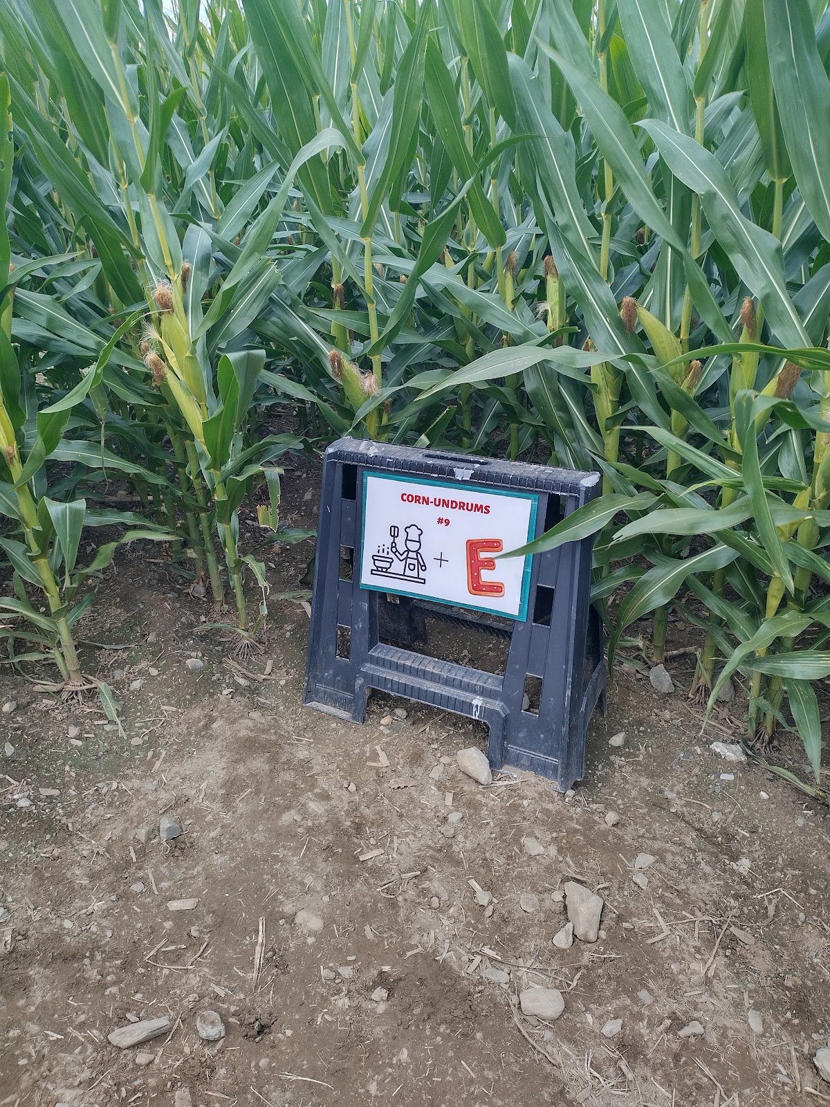 Davis Mega Maze