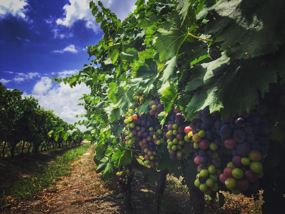 Bodega Familia Moizo