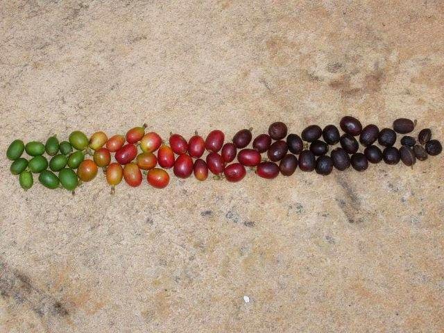 Utica Coffee Roasting Company photo 2