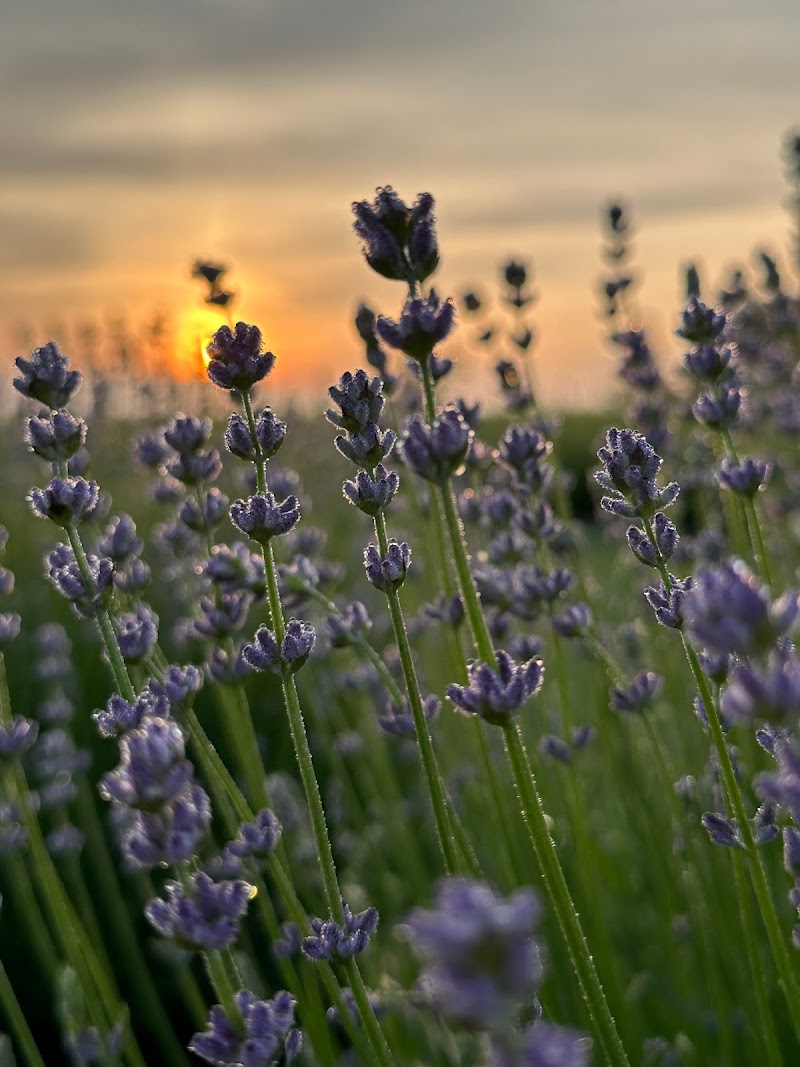 Hereward Farms photo 3