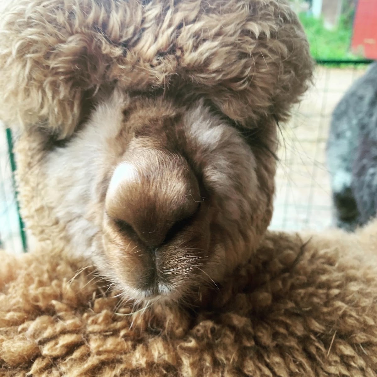 Harvard Alpaca Ranch