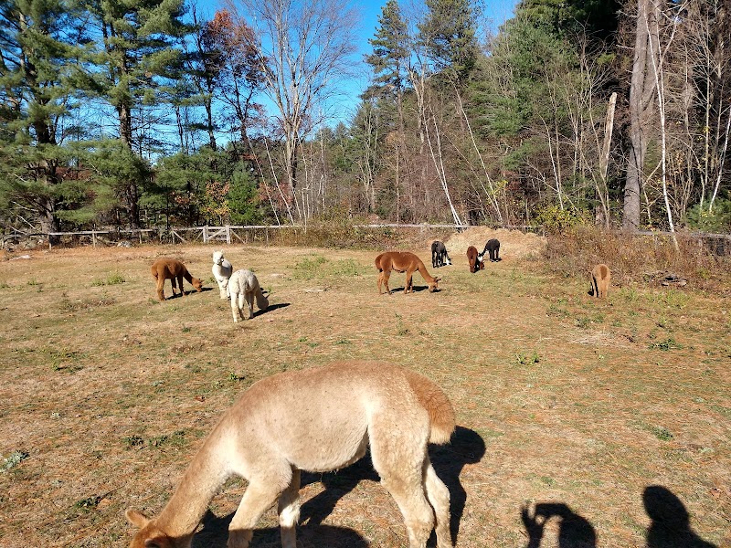 Harvard Alpaca Ranch - Photo 2