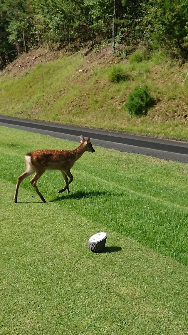 Crown Hills Kyoto Golf Club - Photo 9