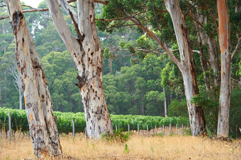 Stella Bella Wines