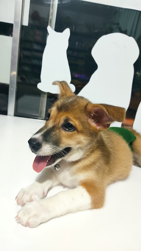 See Five Veterinary Clinic
