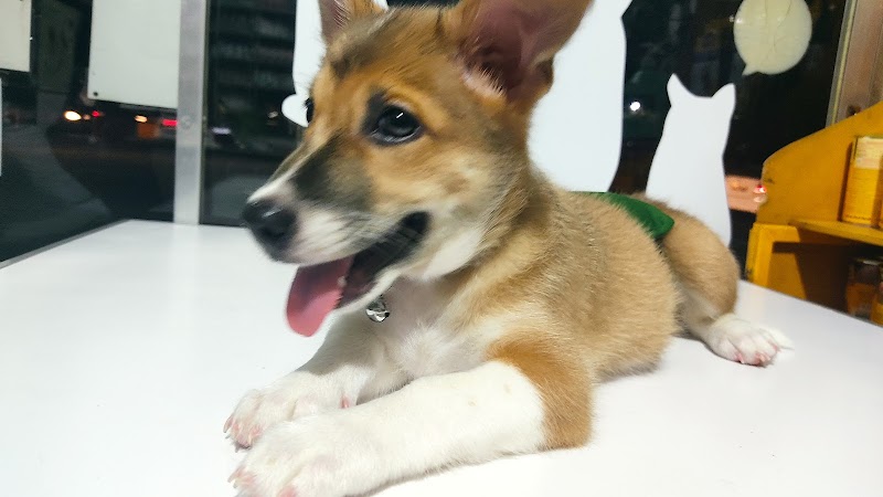 See Five Veterinary Clinic