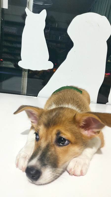 See Five Veterinary Clinic