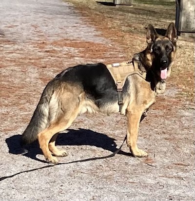 Fame Kennels & Training Academy