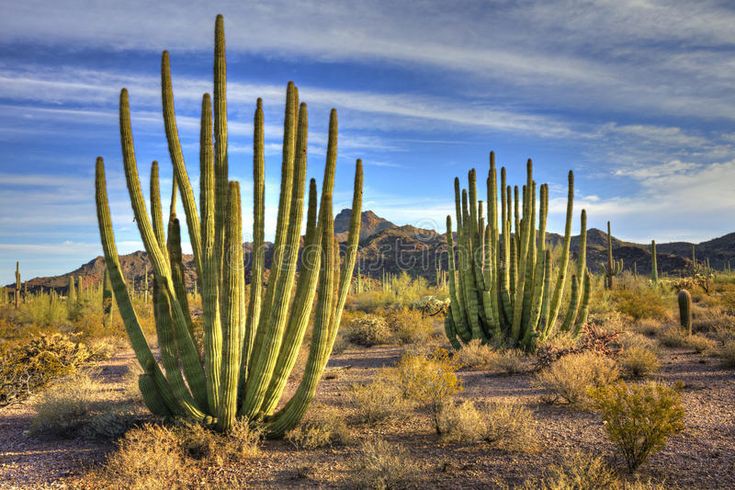 Organ Pipe Cactus National Monument
