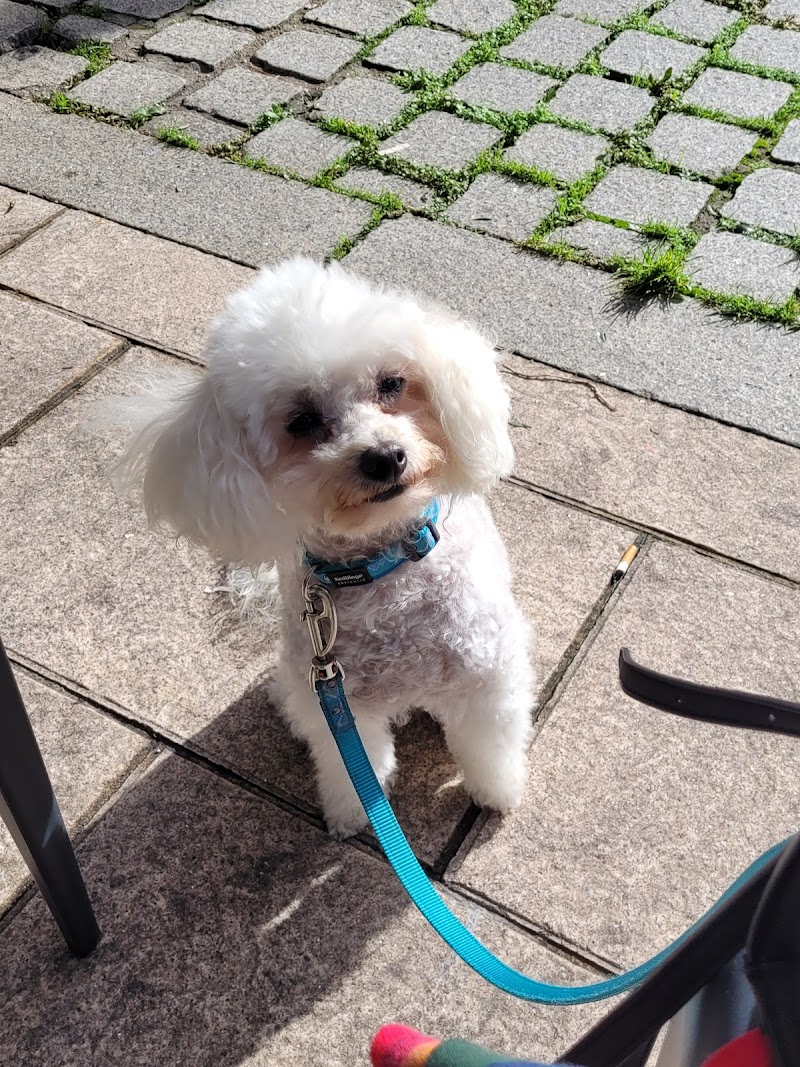 centro veterinario Vigovet