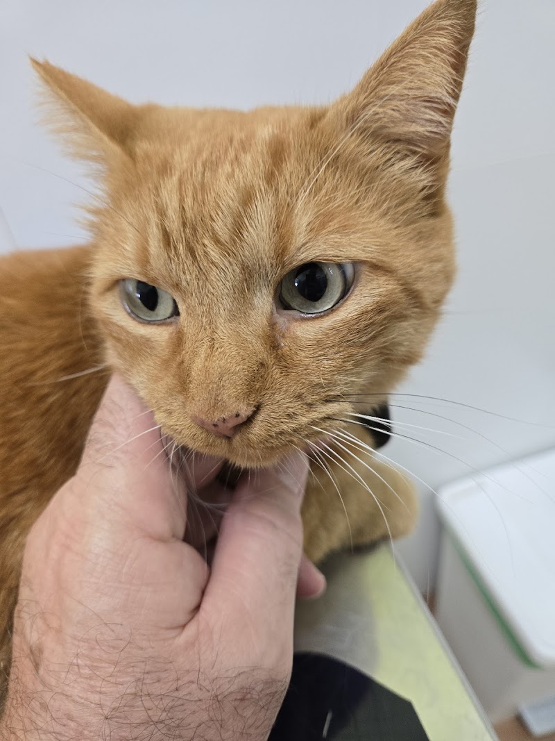 Clínica Veterinària Sant Marçal