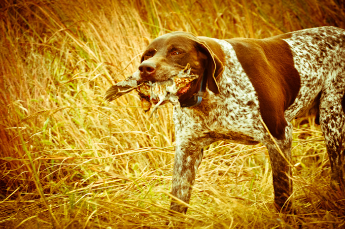 Bird Fever Hunting Preserve - Photo 3