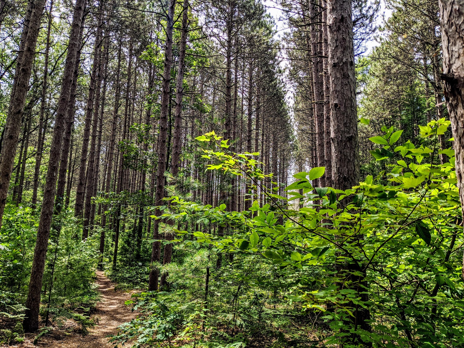 Clear Springs Nature Preserve 3