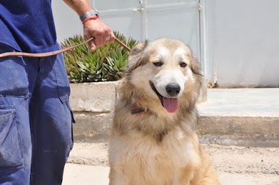 צער בעלי חיים באר שבע