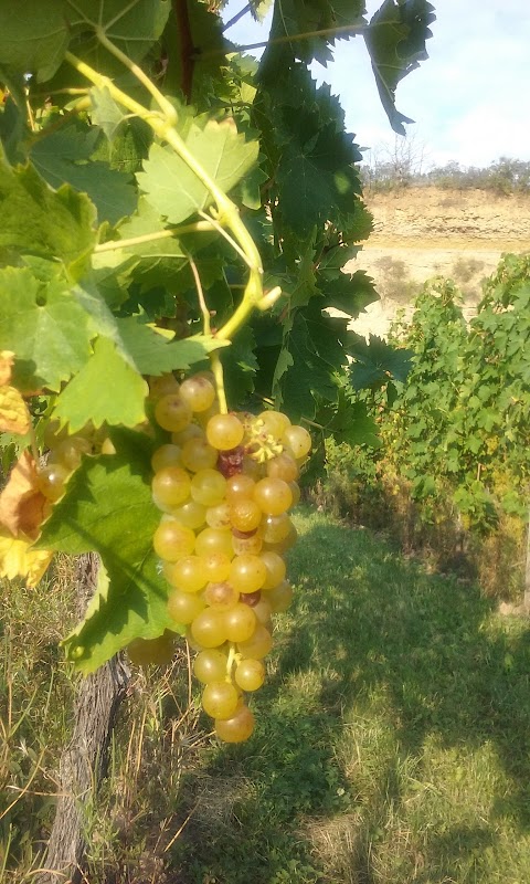 Domaine Dischler André