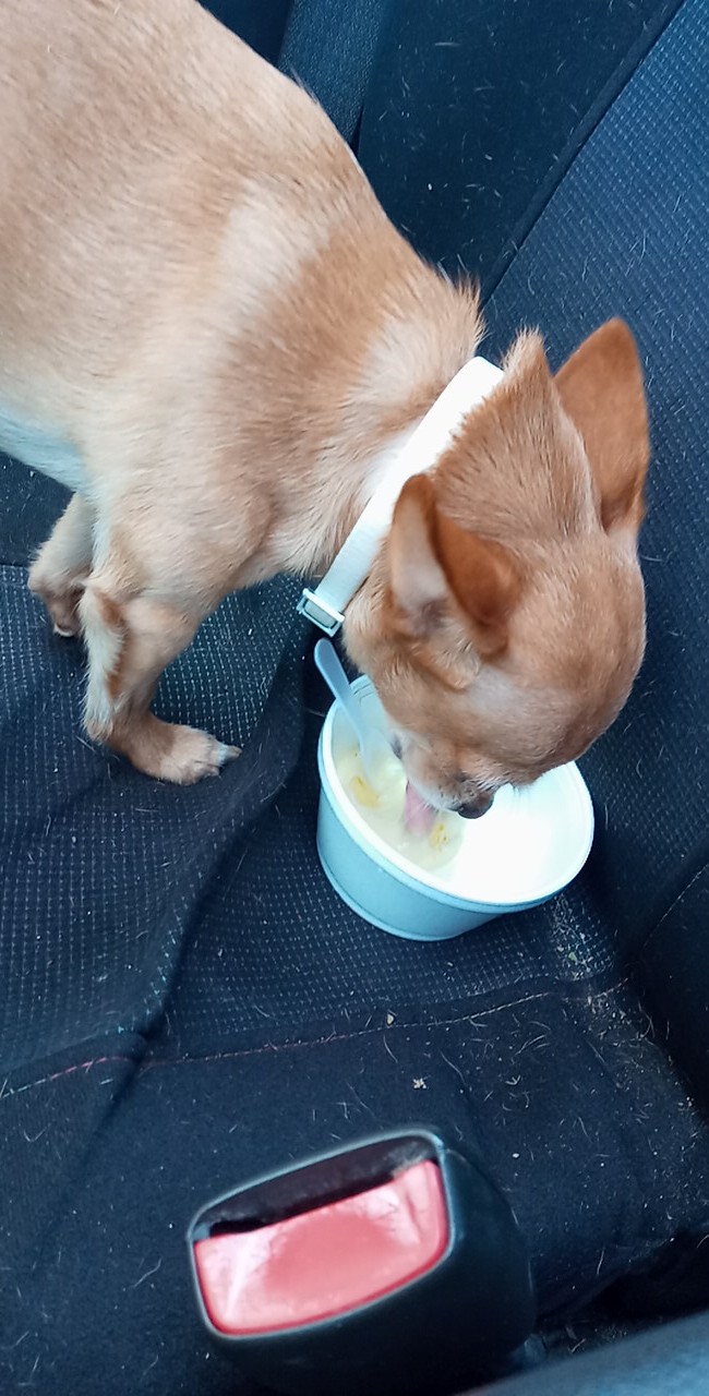 The Ice Cream Vault photo 4