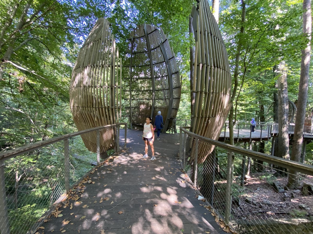 Fernbank Museum | 3D Theater | Forest photo 2