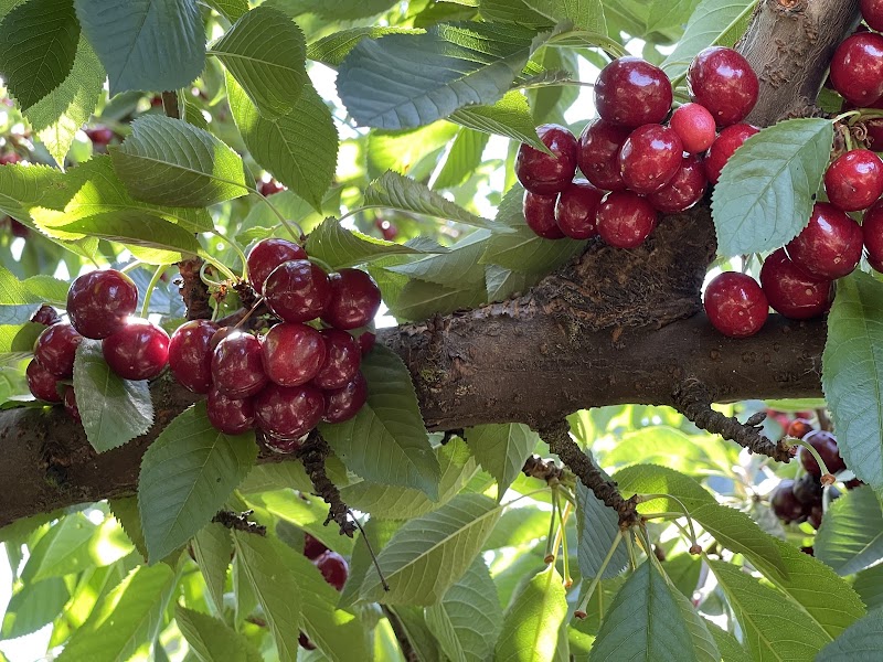 Detering Orchards - Photo 5