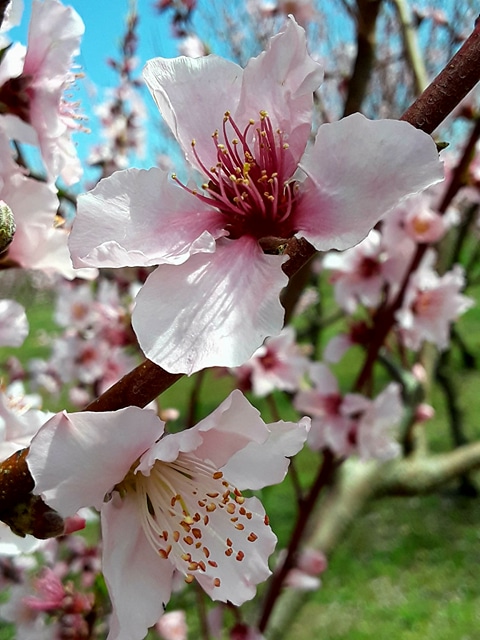 Wind Drift Orchards - Photo 3