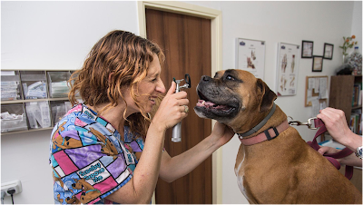 וט ניר מרפאה לחיות מחמד- ד"ר יעל חן