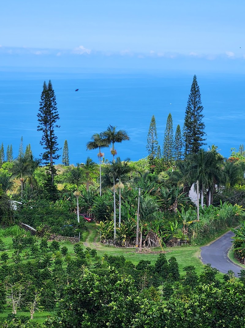 Heavenly Hawaiian Kona Coffee Farm Tours photo 2