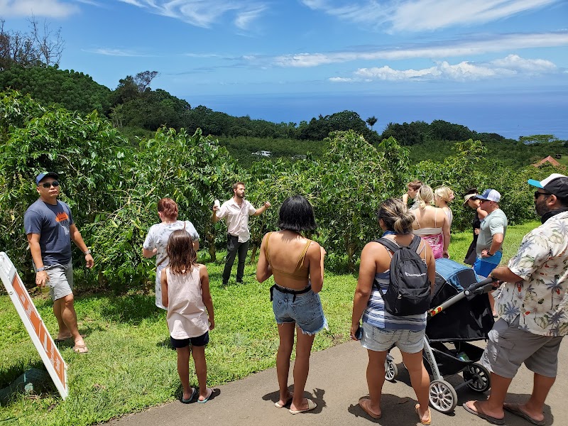 Heavenly Hawaiian Kona Coffee Farm Tours photo 3