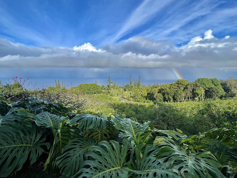 Heavenly Hawaiian Kona Coffee Farm Tours photo 1
