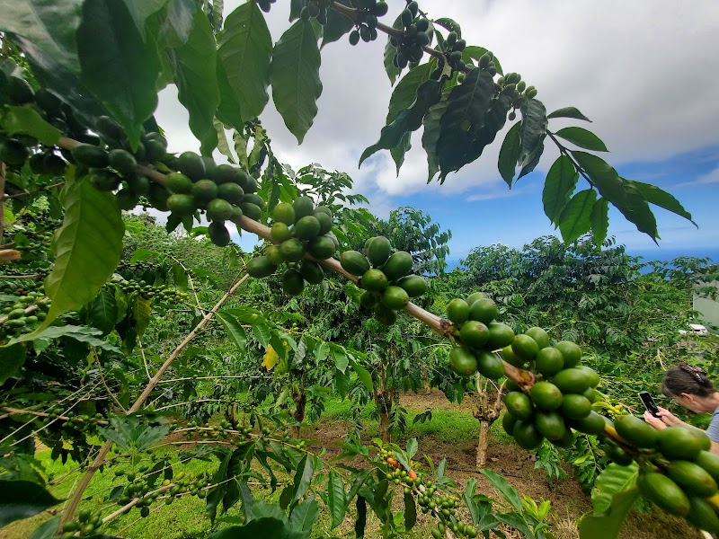 Heavenly Hawaiian Kona Coffee Farm Tours photo 4