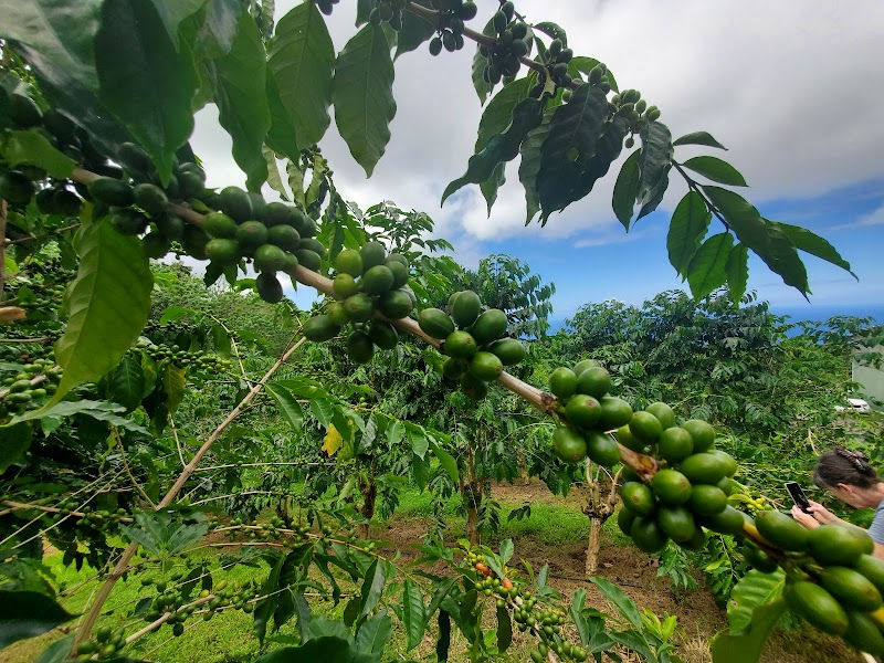 Heavenly Hawaiian Kona Coffee Farm Tours photo 4
