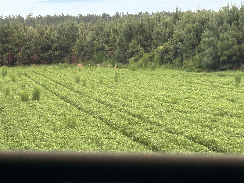 Deep South Hunting Services, LLC - Photo 4