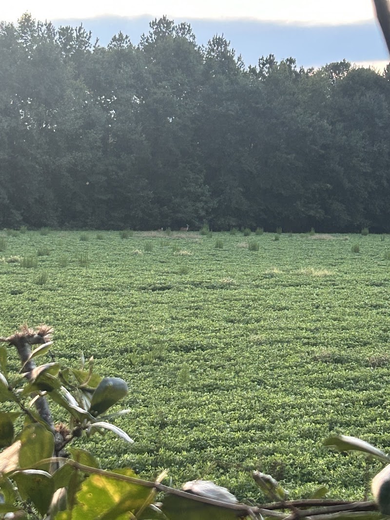 Deep South Hunting Services, LLC - Photo 5