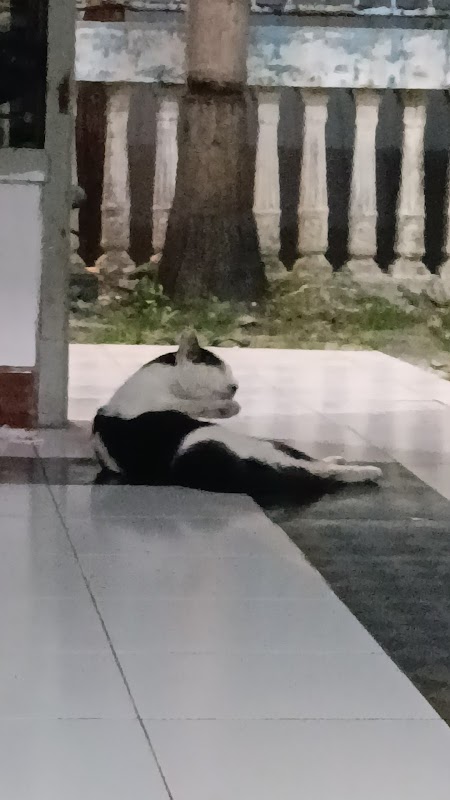 Kontrakan sapi