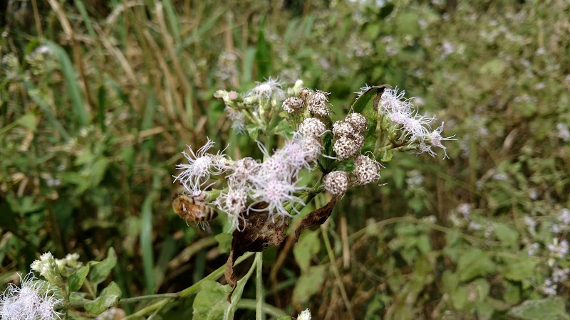 Gordy Road Preserve photo 4