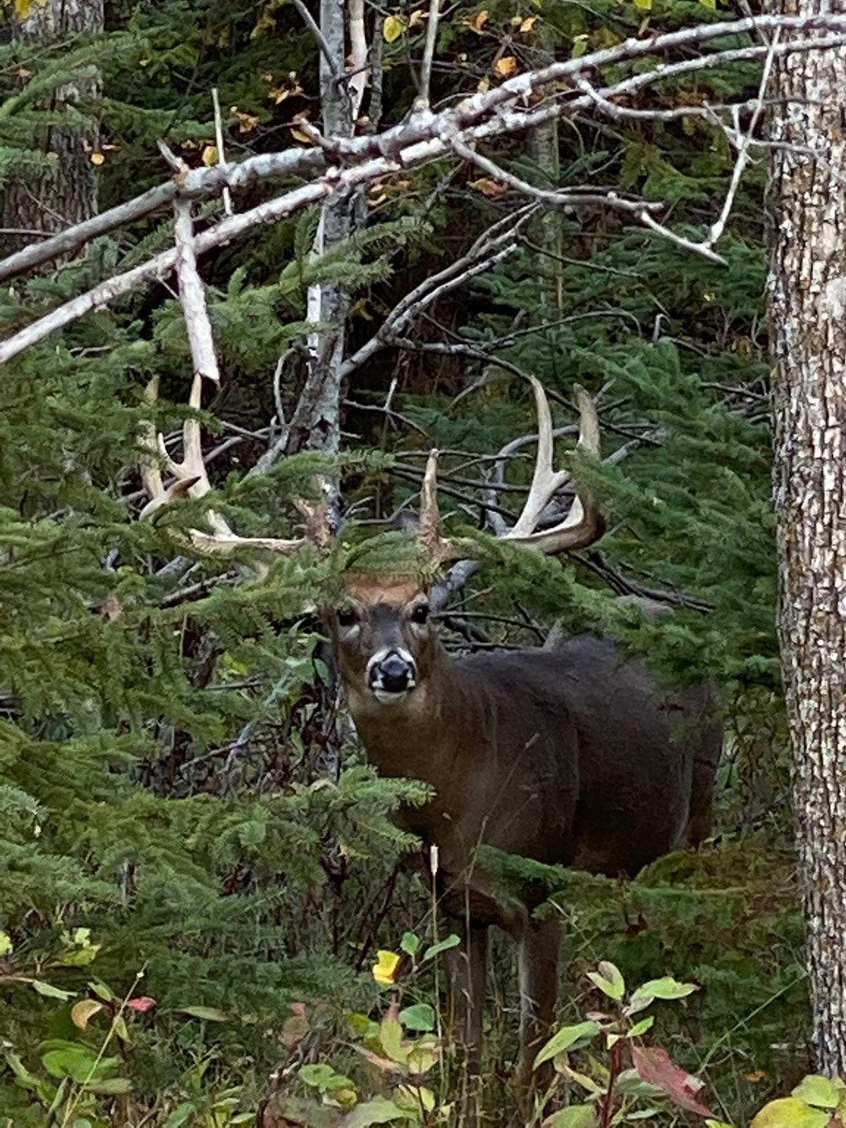 Double XL Trophy Whitetails