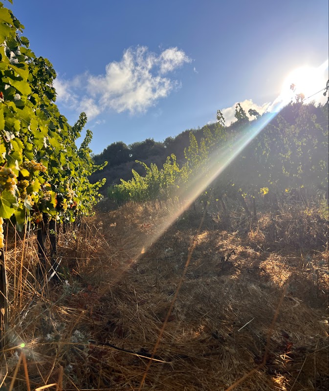 Lotem Winery